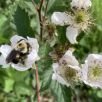 A bumblebee pollinates a blackberry blossom.